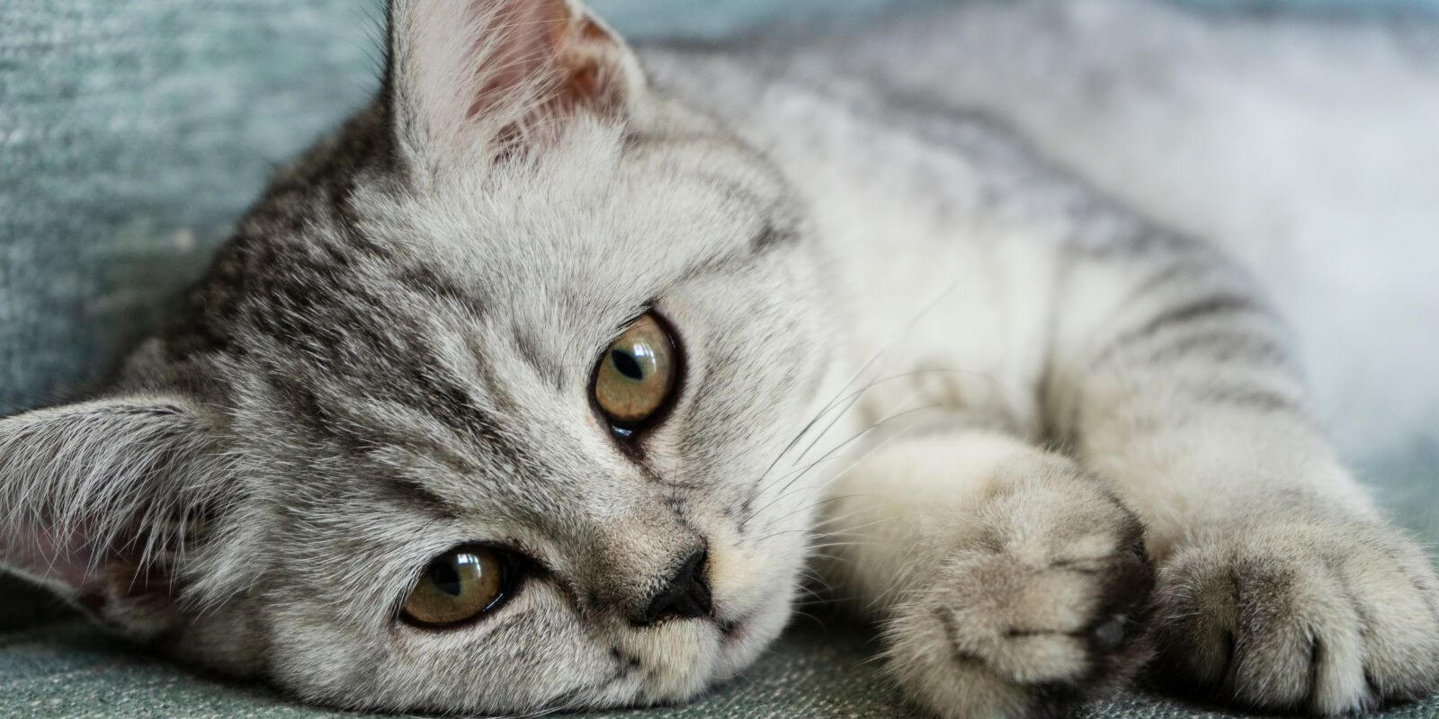 Why is My Cat Sneezing Causes Symptoms and Treatments